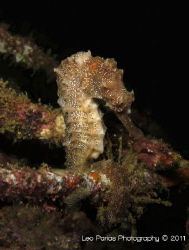 This was my first Seahorse Photo. I would go back everyda... by Leonardo Parias 